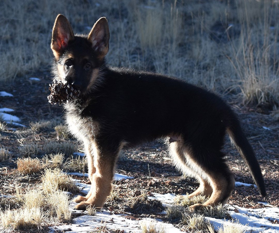 xiu_nukaBlackRed2_12wks
