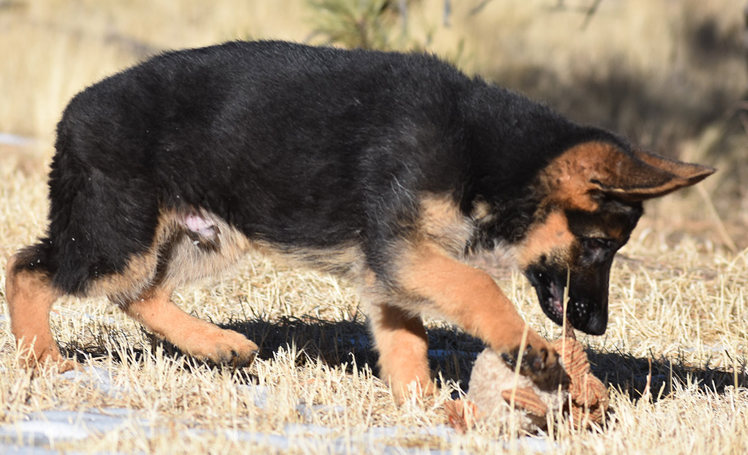 xiu_nukaBlackRedMale5_14wks