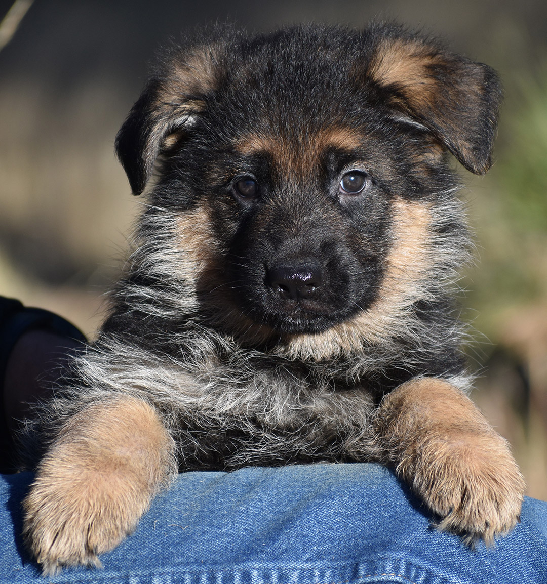 xiu_nukaBlueTealMale6wks